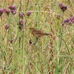 Cisticola exilis at Wodonga, VIC - 22 Dec 2024 08:22 AM