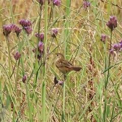 Cisticola exilis at Wodonga, VIC - 22 Dec 2024 08:22 AM