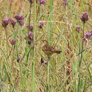 Cisticola exilis at Wodonga, VIC - 22 Dec 2024 08:22 AM