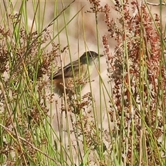 Cisticola exilis at Wodonga, VIC - 22 Dec 2024 08:22 AM