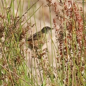 Cisticola exilis at Wodonga, VIC - 22 Dec 2024 08:22 AM