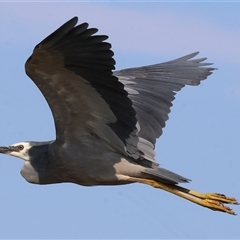 Egretta novaehollandiae at Wodonga, VIC - 21 Dec 2024 by KylieWaldon