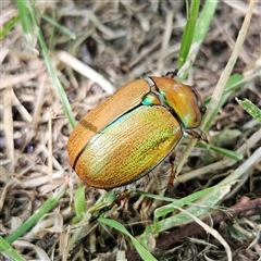 Anoplognathus suturalis (Centreline Christmas beetle) at Braidwood, NSW - 24 Dec 2024 by MatthewFrawley