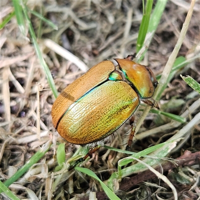 Unidentified Scarab beetle (Scarabaeidae) at Braidwood, NSW - 24 Dec 2024 by MatthewFrawley