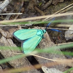 Pollanisus (genus) (A Forester Moth) at West Hobart, TAS - 24 Dec 2024 by VanessaC