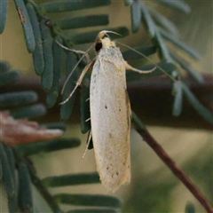 Xylorycta (genus) at Gundaroo, NSW - 21 Dec 2024 by ConBoekel