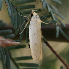 Unidentified Moth (Lepidoptera) at Gundaroo, NSW - 20 Dec 2024 by ConBoekel