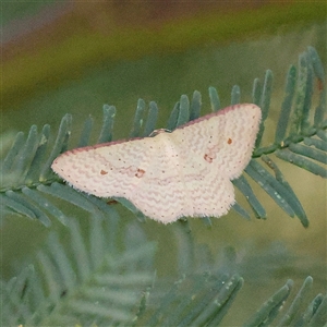 Epicyme rubropunctaria (Red-spotted Delicate) at Gundaroo, NSW by ConBoekel