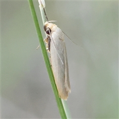 Zacorus carus (White Wingia) at Gundaroo, NSW - 20 Dec 2024 by ConBoekel