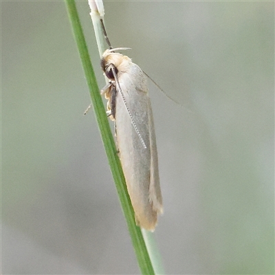 Zacorus carus (White Wingia) at Gundaroo, NSW - 20 Dec 2024 by ConBoekel