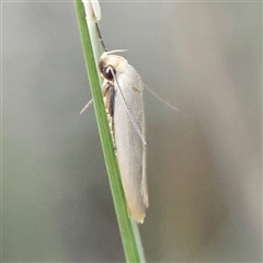 Zacorus carus at Gundaroo, NSW - 21 Dec 2024 10:15 AM