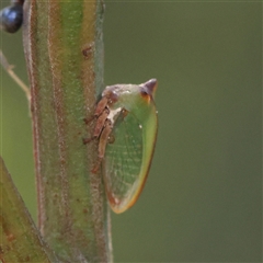 Sextius virescens at Gundaroo, NSW - 20 Dec 2024 by ConBoekel