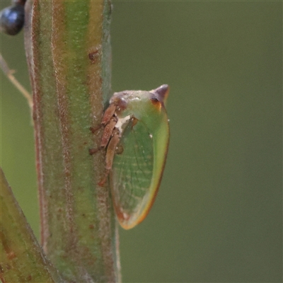 Sextius virescens (Acacia horned treehopper) at Gundaroo, NSW - 21 Dec 2024 by ConBoekel