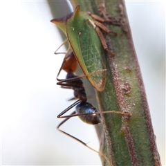 Sextius virescens at Gundaroo, NSW - 21 Dec 2024 10:19 AM