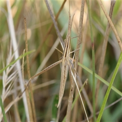 Acrida conica (Giant green slantface) at Gundaroo, NSW - 20 Dec 2024 by ConBoekel