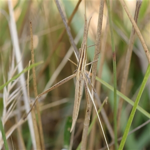 Acrida conica (Giant green slantface) at Gundaroo, NSW by ConBoekel