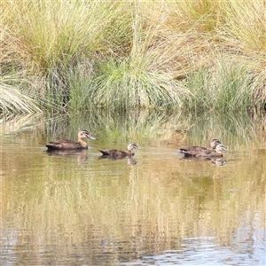 Anas superciliosa (Pacific Black Duck) at Gundaroo, NSW by ConBoekel