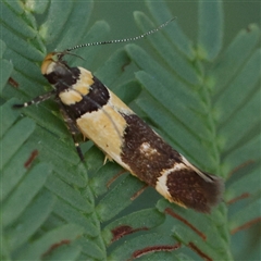 Macrobathra chrysotoxa (A Cosmet moth (Cosmopteriginae) at Gundaroo, NSW - 21 Dec 2024 by ConBoekel