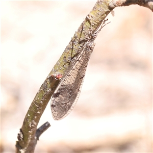 Bandidus sp. (genus) (Antlion Lacewing) at Gundaroo, NSW by ConBoekel