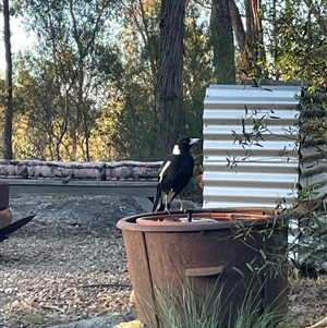 Gymnorhina tibicen at Beechworth, VIC - suppressed