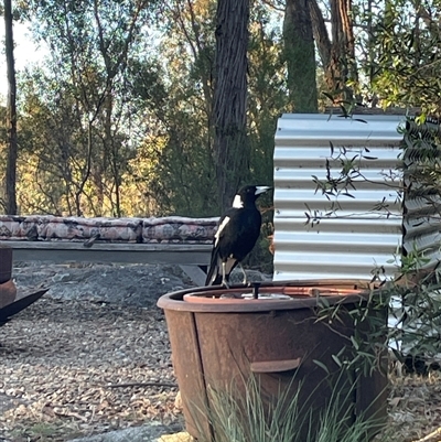 Gymnorhina tibicen (Australian Magpie) at Beechworth, VIC - 24 Dec 2024 by Besty