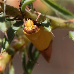 Unidentified Moth (Lepidoptera) at Gundaroo, NSW - 21 Dec 2024 by ConBoekel