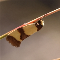 Chrysonoma fascialis (A Concealer moth (Wingia group) at Gundaroo, NSW - 21 Dec 2024 by ConBoekel