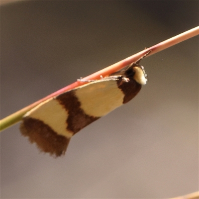 Chrysonoma fascialis (A Concealer moth (Wingia group) at Gundaroo, NSW - 21 Dec 2024 by ConBoekel