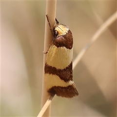 Chrysonoma fascialis at Gundaroo, NSW - 21 Dec 2024