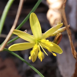 Tricoryne elatior at Gundaroo, NSW - 21 Dec 2024