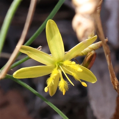 Tricoryne elatior (Yellow Rush Lily) at Gundaroo, NSW - 21 Dec 2024 by ConBoekel