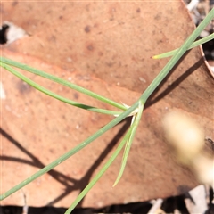 Tricoryne elatior at Gundaroo, NSW - 21 Dec 2024 11:16 AM