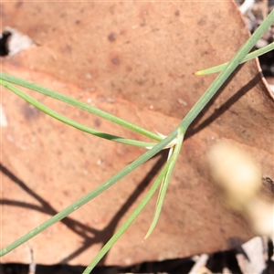 Tricoryne elatior at Gundaroo, NSW - 21 Dec 2024