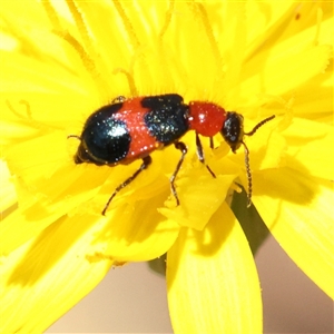 Dicranolaius cinctus (Notched-leg Red & Blue Flower Beetle) at Gundaroo, NSW by ConBoekel