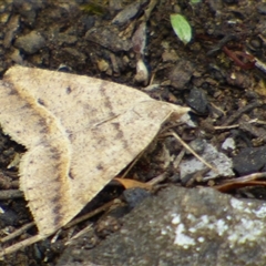 Parosteodes fictiliaria (Dodonaea Moth) at Mount Stuart, TAS - 24 Dec 2024 by VanessaC