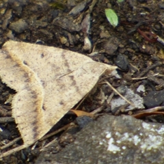 Unidentified Geometer moth (Geometridae) at Mount Stuart, TAS - 24 Dec 2024 by VanessaC