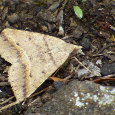 Parosteodes fictiliaria (Dodonaea Moth) at Mount Stuart, TAS - 24 Dec 2024 by VanessaC