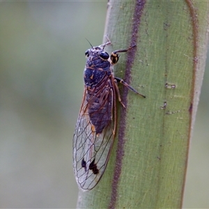 Galanga labeculata (Double-spotted cicada) at Bungonia, NSW by KorinneM