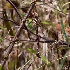 Austroaeschna pulchra (Forest Darner) at Bungonia, NSW - 22 Dec 2024 by KorinneM