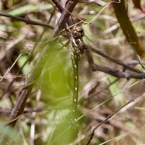 Austroaeschna pulchra at Bungonia, NSW - 22 Dec 2024