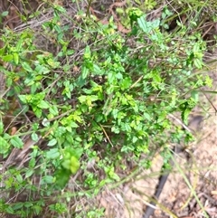 Unidentified Other Shrub at Genoa, VIC - 23 Dec 2024 by LyndalT