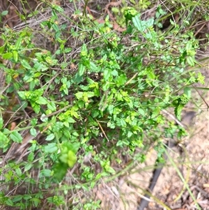 Gonocarpus teucrioides at Genoa, VIC - 23 Dec 2024 01:36 PM