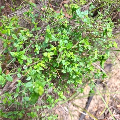 Gonocarpus teucrioides (Germander Raspwort) at Genoa, VIC - 23 Dec 2024 by LyndalT