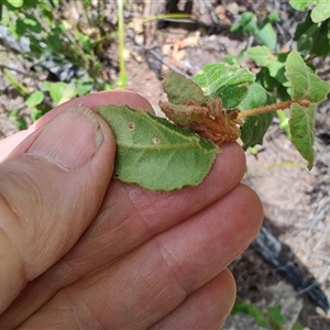 Correa lawrenceana var. genoensis at Genoa, VIC by LyndalT