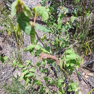 Correa reflexa var. reflexa at Genoa, VIC - 23 Dec 2024 01:34 PM