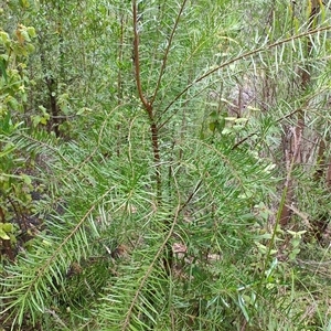 Persoonia linearis at Genoa, VIC by LyndalT