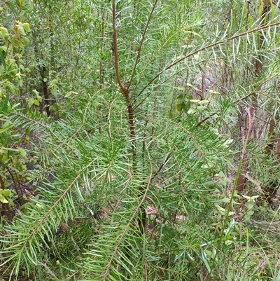 Persoonia linearis at Genoa, VIC - 23 Dec 2024 by LyndalT