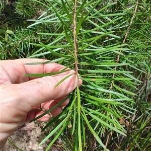 Persoonia linearis at Genoa, VIC - 23 Dec 2024 01:35 PM