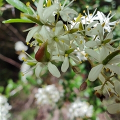 Bursaria spinosa (Native Blackthorn, Sweet Bursaria) at Genoa, VIC - 23 Dec 2024 by LyndalT