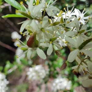 Bursaria spinosa at Genoa, VIC by LyndalT